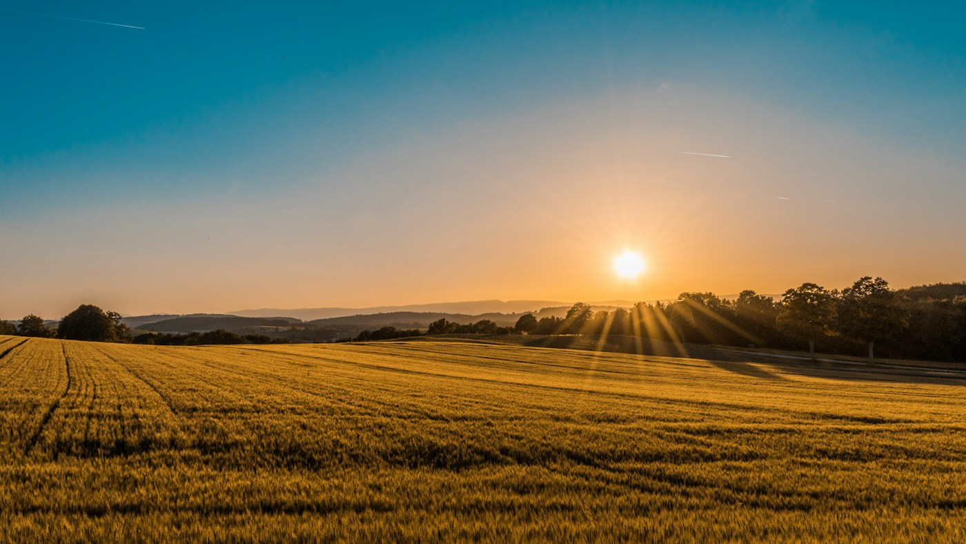 Paisaje agrícola de campos verdes